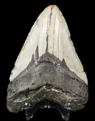 Bargain, Megalodon Tooth - North Carolina #52287